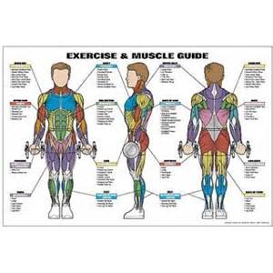 Free LA Muscle Fitness Guide (Worth 